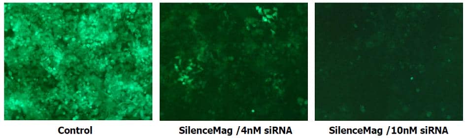 Silencemag Fig1