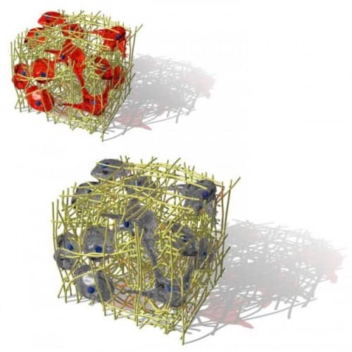 si3d-fect-transfection-reagent-silencing-3d-scaffolds