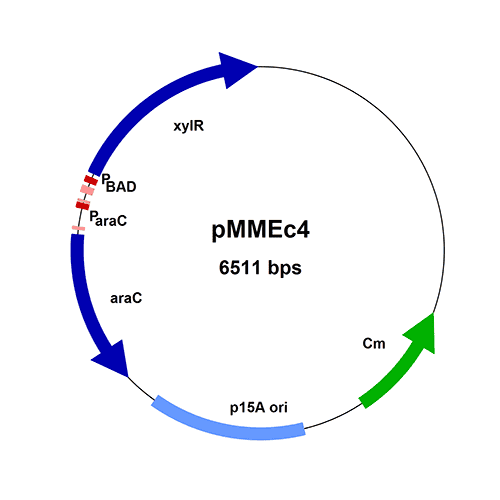 PEC04-pMMEc4-vector-map