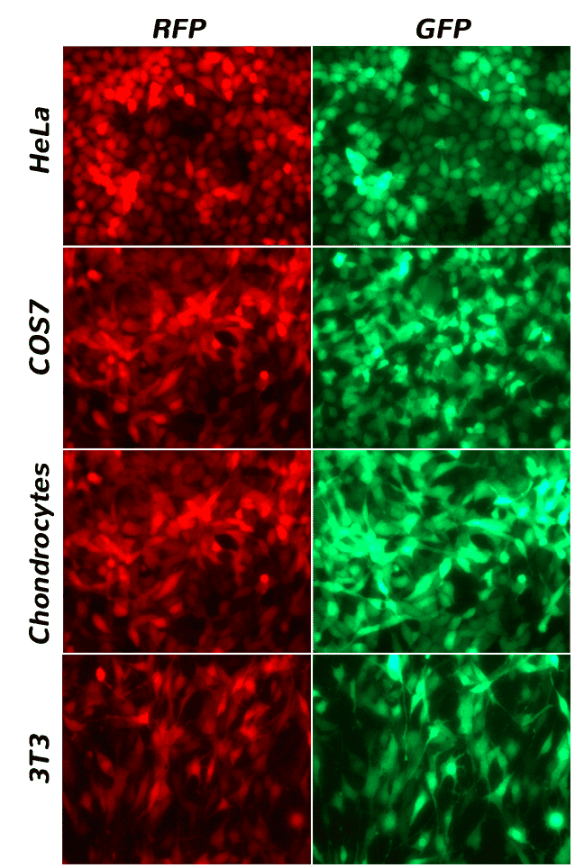 VMC50200 results fig1