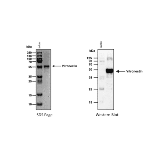 Vitronectin Website