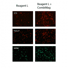 combimag-transfection