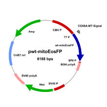 eosfp-irisfp-vectors