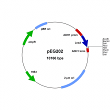 gngk01--peg202-vector-map