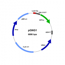 gngk01--pgng1-vector-map