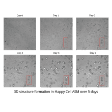 Happy Cell ASM 3D Structure Formation