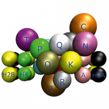 inner-kinetochor-model