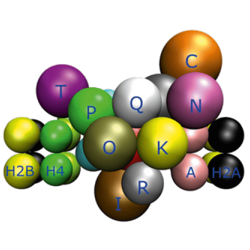 inner-kinetochor-model