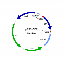 pPT7-GFP-vector-map