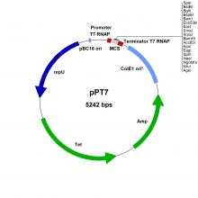 pPT7-vector-map