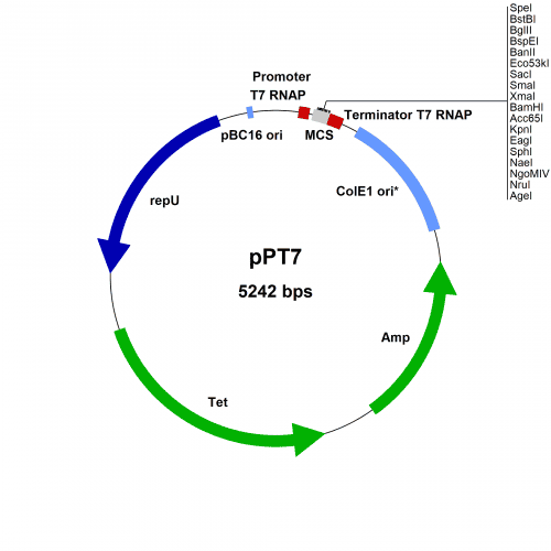 pPT7-vector-map