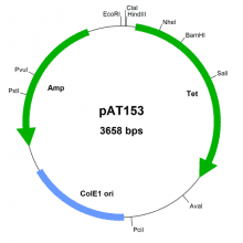 pat153-vector-map