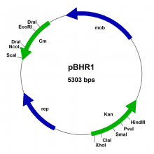 pbhr1-vector-map