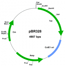 pbr328-vector-map