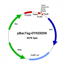 pbt001-vector-map