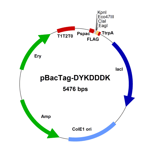 pbt001-vector-map