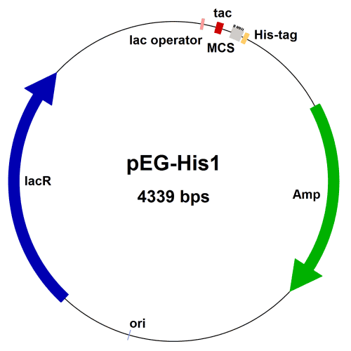 peg01-vector-map