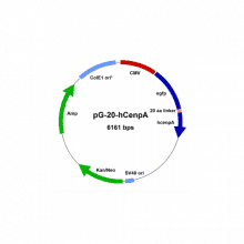 pg-20-hcenpa-vector-map