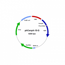 phcenpa-15-g-vector-map