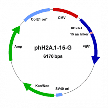 phh2a.1-15-g-vector-map