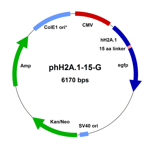 phh2a.1-15-g-vector-map