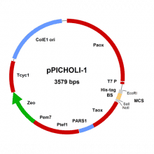 ppich---ppicholi-1-vector-map