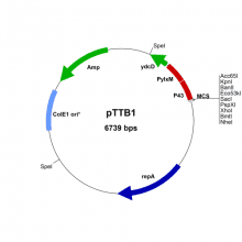 pttb1