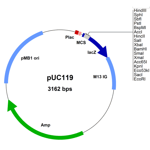 puc119-vector-map