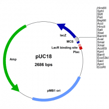 puc18-vector-map