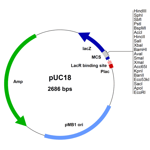 puc18-vector-map