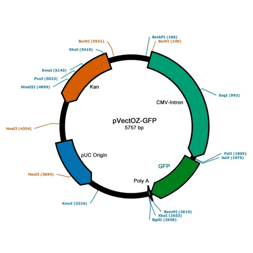 pvectoz-gfp