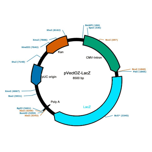 pvectoz-lacz