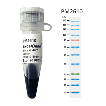 Protein Markers and Ladders