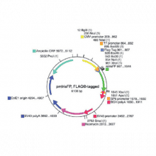 vs-flp10050-vector-map