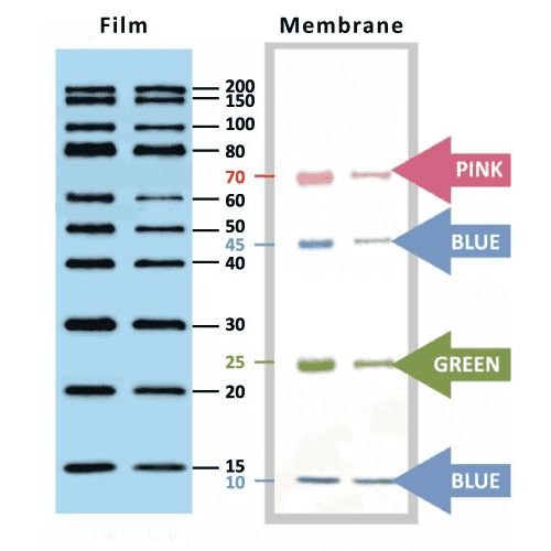 wm1000-2